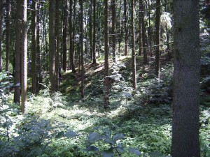 stiller Wald (Foto: Alfred Schermann)